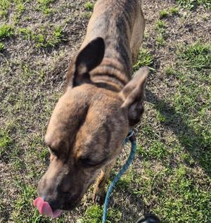 A top-down view of a brindle-colored dog standing on grass, looking down and licking its nose.