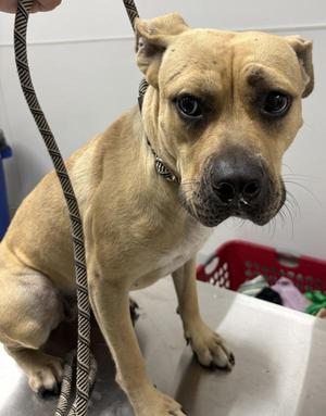 Ic7c Marsha, Pit Bull Terrier, adult, available for adoption