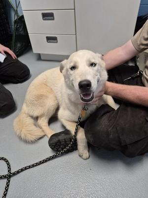 Ic-17 Lily Boo, Siberian Husky, young, available for adoption