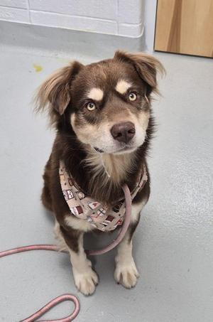 Ic 10c Zombie, Border Collie / Siberian Husky, adult, available for adoption
