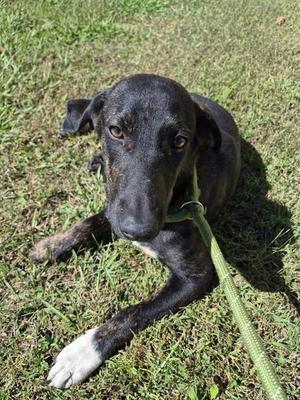 Ic-16, Hound, young, available for adoption
