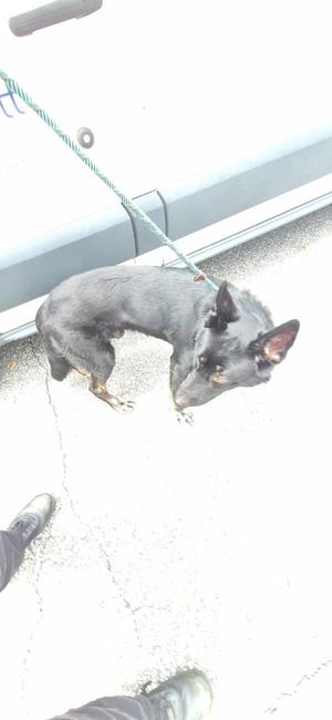 A black dog on a leash, standing on a sidewalk.
