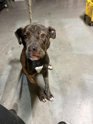 Nd 9, Pit Bull Terrier, adult, available for adoption