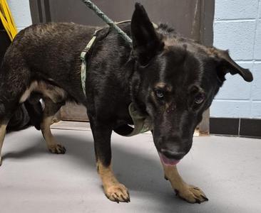 Ic-02 Guinness, Shepherd, adult, available for adoption