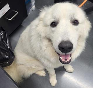 Ic-17 Marshmellow, Great Pyrenees, adult, available for adoption