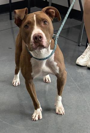Ic13 Trinity/zola, Pit Bull Terrier, adult, available for adoption