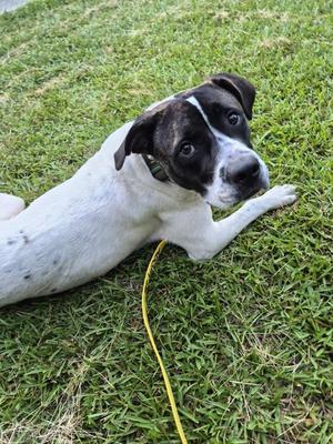 Ic-3c Dino, Pit Bull Terrier, young, available for adoption