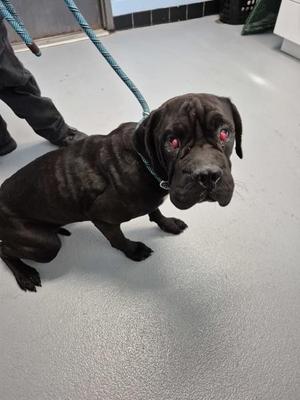 Ic-17 Winifred, Cane Corso, young, available for adoption