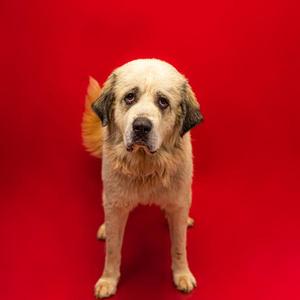 A fluffy dog with a light-colored coat and dark ears stands against a vibrant red background.