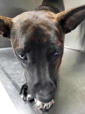 Ic-15, Pit Bull Terrier, adult, available for adoption