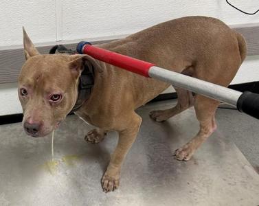 Ic6d Riker, Pit Bull Terrier, young, available for adoption