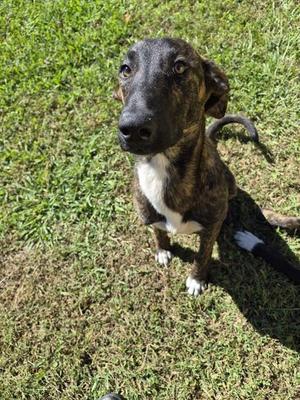 Ic017 Espresso, Hound, young, available for adoption