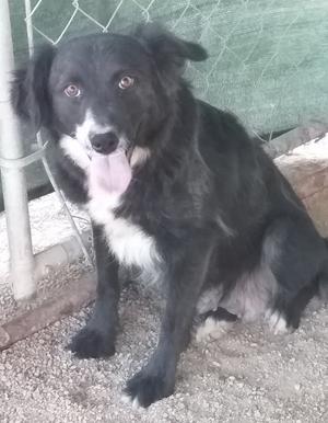 Alamo's Winter, Border Collie, young, available for adoption