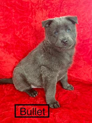 Bella's Bullet, Chow Chow / Shepherds (All Types), young, available for adoption