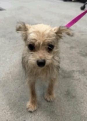 a small, scruffy dog with light brown fur standing on a concrete surface, wearing a pink leash