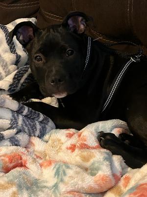 Bentley, Pit Bull Terrier, young, available for adoption