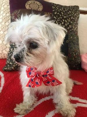 Baby, Maltese, senior, available for adoption
