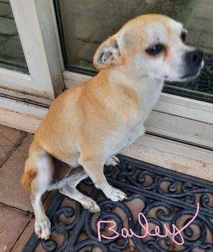 Bailey, Chihuahua, young, available for adoption
