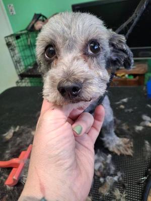 Archie, Maltese / Poodle (Miniature), young, available for adoption