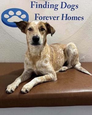 Bindi, Australian Cattle Dog, young, available for adoption