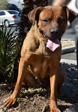 Amelia, Boxer / Rhodesian Ridgeback, young, available for adoption