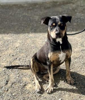 Aires, Labrador Retriever / Pit Bull Terrier, young, available for adoption