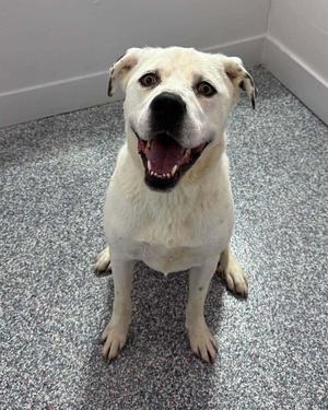 A white dog with a happy expression, sitting on a gray carpeted floor.