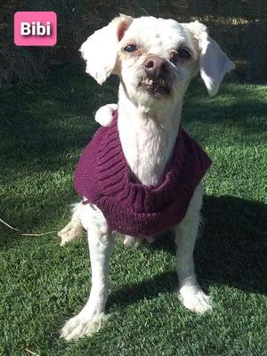 Bibi, Maltese, adult, available for adoption