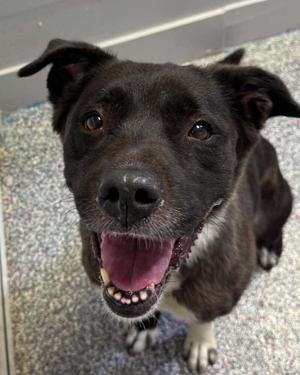 Bella cant find chip, Pit Bull Terrier / Border Collie, young, available for adoption