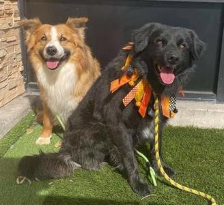 Alamo's Jangle, Border Collie, young, available for adoption
