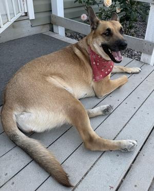 Bingo, Shepherds (All Types), young, available for adoption