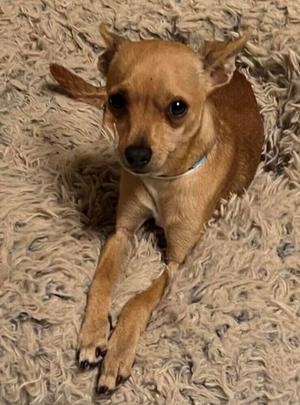 Blackie, Chihuahua, young, available for adoption