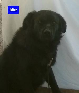Alamo's Blitz, Border Collie, young, available for adoption