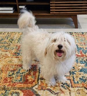 Bella, Maltese, young, available for adoption