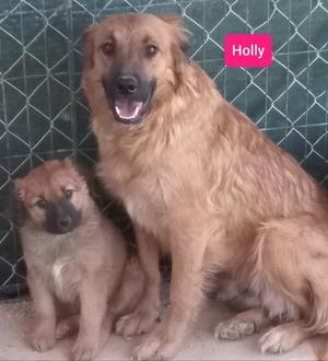 Alamo's Holly, Border Collie, young, available for adoption