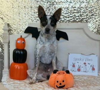 Aladdin, Australian Cattle Dog, puppy, available for adoption