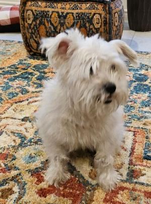 Bailey, Maltese, young, available for adoption