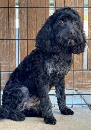 Bitsy, Cockapoo, young, available for adoption