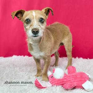 Barry, Terriers (Small), young, available for adoption