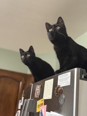 Gertie & Delilah, young, available for adoption