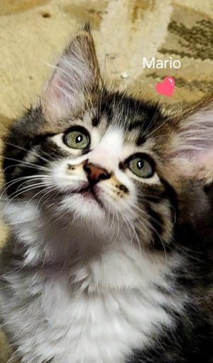 KITTENS, kitten, available for adoption