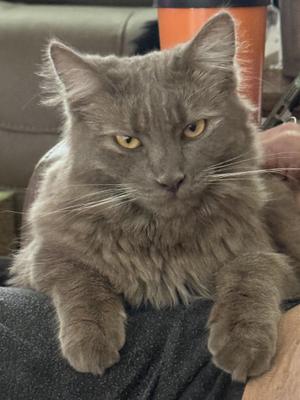 A fluffy gray cat with yellow eyes sitting on a person's lap.