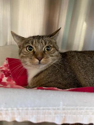 Nubbins, adult, available for adoption