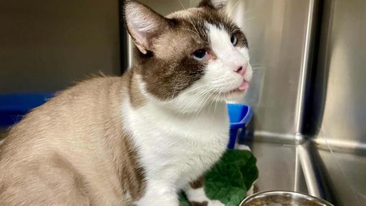 Trouble Nugget, adult, available for adoption