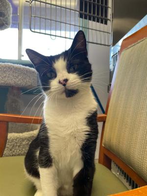 Meohmy, adult, available for adoption
