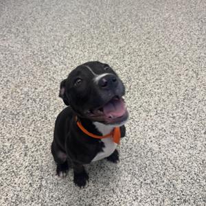 A black and white puppy with an orange collar sitting on a speckled floor, looking up with its mouth open.