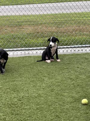 Two black and white puppies on artificial grass with a yellow tennis ball nearby.