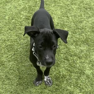 black dog standing on green grass