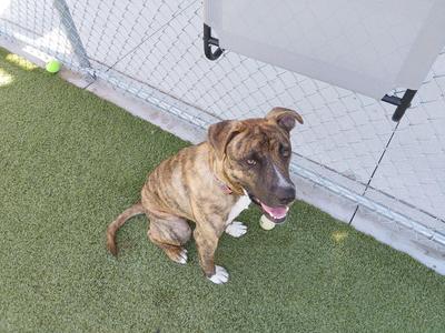 A brown and white dog sitting on green artificial grass, looking up with its mouth open, in front of a chain-link fence.