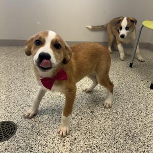 Two puppies, one in the foreground wearing a red bow tie, standing on a speckled floor with a green chair in the background.